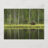 Forests | Bear at Taiga Forest Northern Finland Briefkaart (Voorkant)