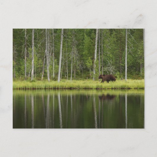 Forests | Bear at Taiga Forest Northern Finland Briefkaart (Voorkant)