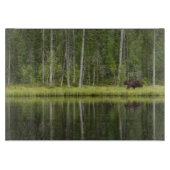 Forests | Bear at Taiga Forest Northern Finland Snijplank (Voorkant)