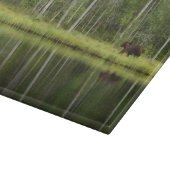Forests | Bear at Taiga Forest Northern Finland Snijplank (Hoek)