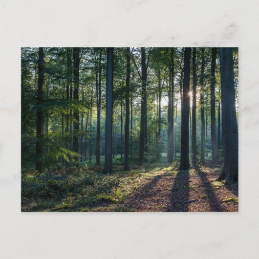 Forests | Black Forest Germany Briefkaart (Voorkant)