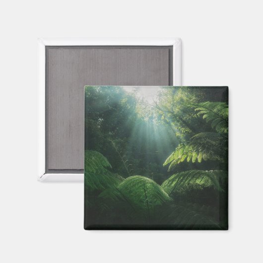 Forests | Ferns in Rainforest Magneet (Voorkant / Achterkant)