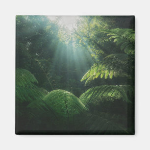 Forests Ferns in Rainforest Magneet