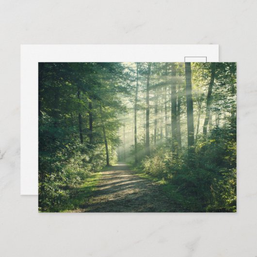 Forests | Forest Path Hamburg Germany Briefkaart (Voorkant / Achterkant)