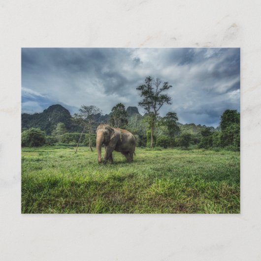 Forests | Kao Sok National Park Briefkaart (Voorkant)