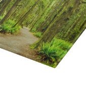 Forests | Olympic National Park Snijplank (Hoek)