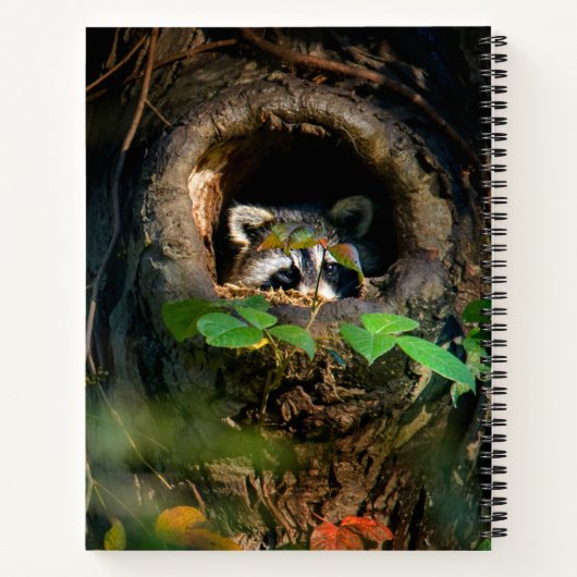 Forests | Raccoon Peeking Notitieboek (Achterkant)