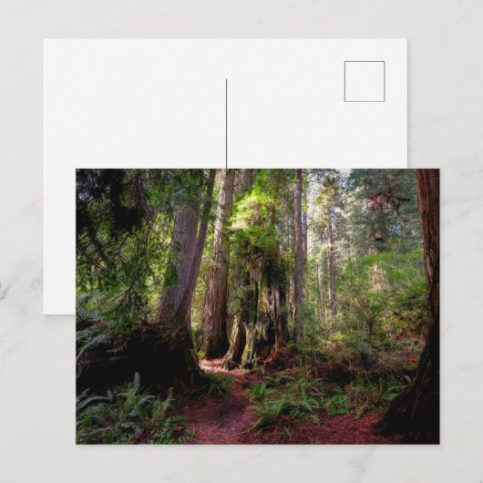 Forests | Redwood Forest California Briefkaart (Voorkant / Achterkant)
