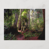 Forests | Redwood Forest California Briefkaart (Voorkant)