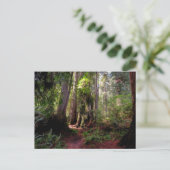 Forests | Redwood Forest California Briefkaart (Staand voorkant)