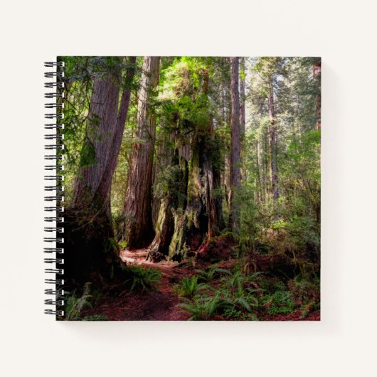 Forests | Redwood Forest California Notitieboek (Voorkant)
