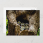 Forests | Three Owls Looking Briefkaart (Voorkant / Achterkant)