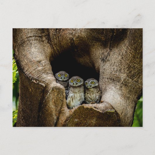 Forests | Three Owls Looking Briefkaart (Voorkant)