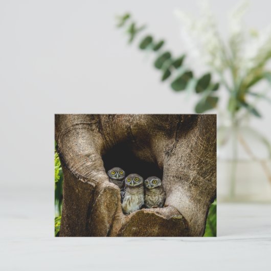 Forests | Three Owls Looking Briefkaart (Staand voorkant)