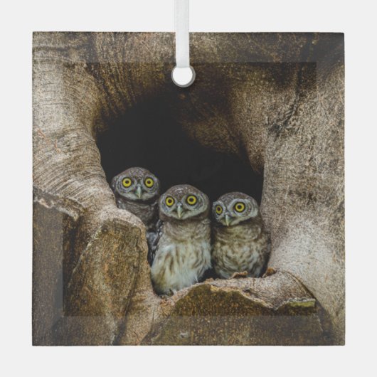 Forests | Three Owls Looking Glas Ornament (Voorkant)