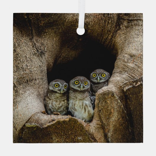 Forests | Three Owls Looking Glas Ornament (Achterkant)