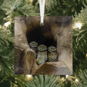 Forests Three Owls Looking Glas Ornament