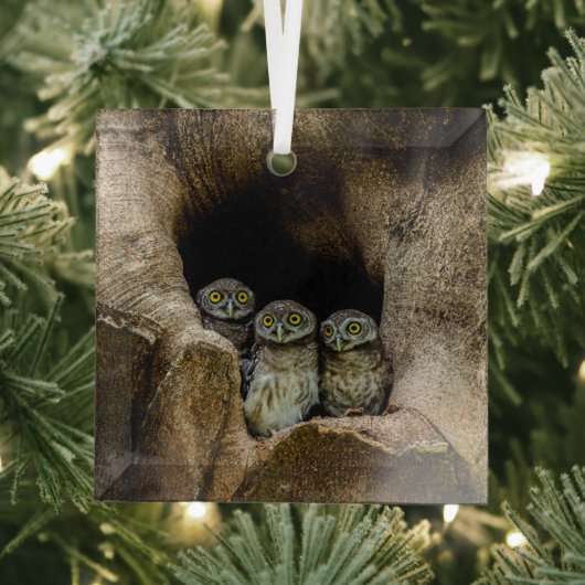 Forests | Three Owls Looking Glas Ornament (Insitu)