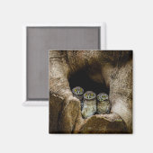 Forests | Three Owls Looking Magneet (Voorkant / Achterkant)