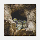 Forests | Three Owls Looking Magneet (Voorkant)