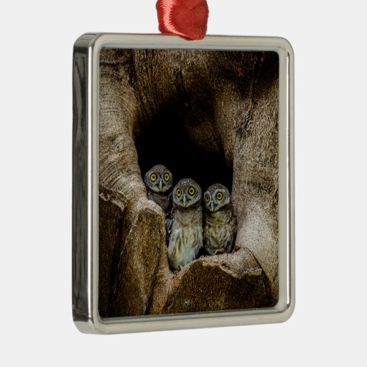 Forests | Three Owls Looking Metalen Ornament (Rechts)
