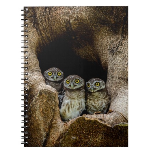 Forests | Three Owls Looking Notitieboek (Voorkant)