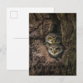 Forests | Two Owls Looking Briefkaart (Voorkant / Achterkant)