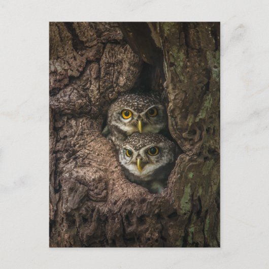 Forests | Two Owls Looking Briefkaart (Voorkant)