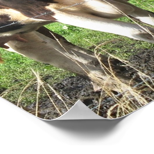 Forever Friends Koe Poster Gift (Hoek)