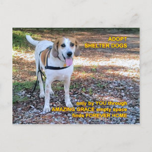 Forever Home Amazing Grace Briefkaart