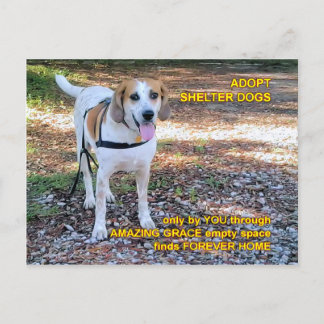 Forever Home Amazing Grace Briefkaart