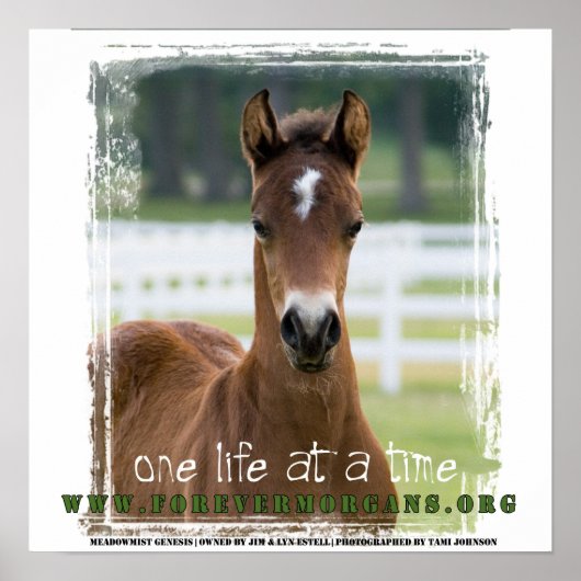 ForeverMorgan: Een leven in een tijd Poster (Voorkant)