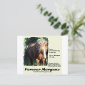 ForeverMorgan Morgan Stallion Briefkaart (Staand voorkant)