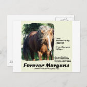 ForeverMorgan Morgan Stallion Briefkaart (Voorkant / Achterkant)
