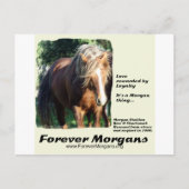 ForeverMorgan Morgan Stallion Briefkaart (Voorkant)