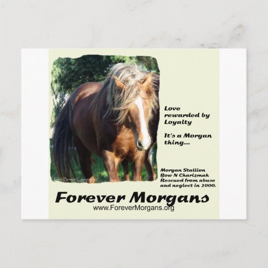 ForeverMorgan Morgan Stallion Briefkaart (Voorkant)