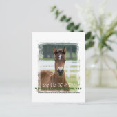 ForeverMorgan One Life at Time Foal Briefkaart (Staand voorkant)