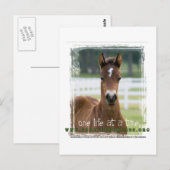 ForeverMorgan One Life at Time Foal Briefkaart (Voorkant / Achterkant)