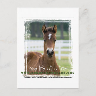 ForeverMorgan One Life at Time Foal Briefkaart