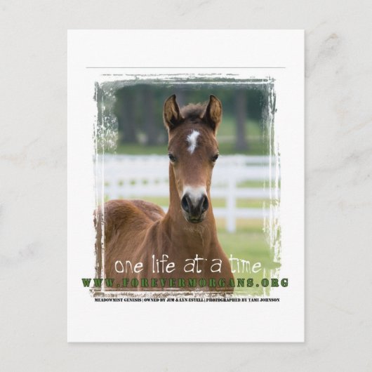 ForeverMorgan One Life at Time Foal Briefkaart (Voorkant)