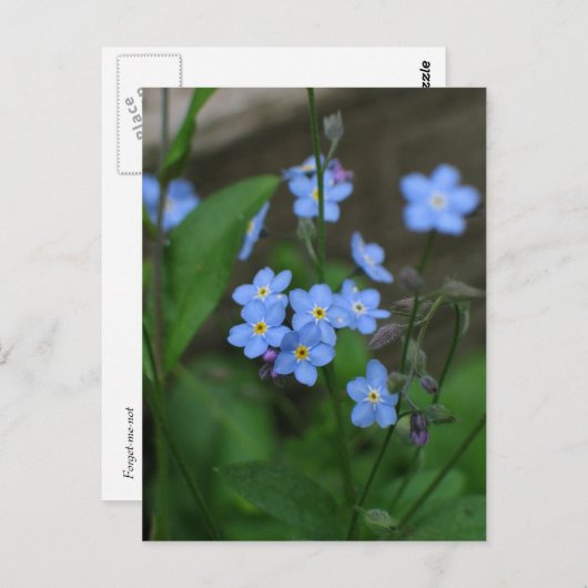 Forget-me-not flower briefkaart (Voorkant / Achterkant)