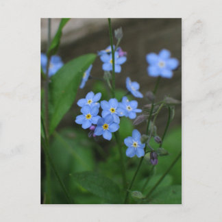 Forget-me-not flower briefkaart