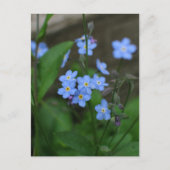 Forget-me-not flower briefkaart (Voorkant)