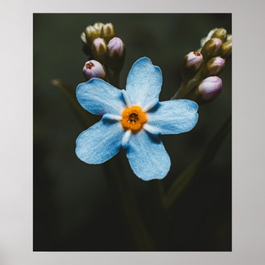 Forget Me Not Poster (Voorkant)