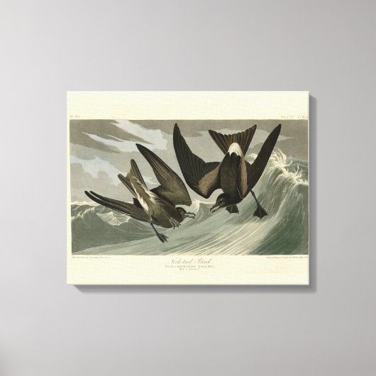 Fork-tail Petrel uit de Amerikaanse vogels van Aud Canvas Afdruk (Voorkant)