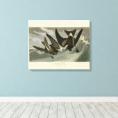 Fork-tail Petrel uit de Amerikaanse vogels van Aud Canvas Afdruk (Insitu (Houten vloer))