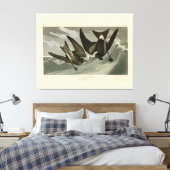 Fork-tail Petrel uit de Amerikaanse vogels van Aud Canvas Afdruk (Insitu (Slaapkamer))