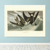 Fork-tail Petrel uit de Amerikaanse vogels van Aud Canvas Afdruk (Insitu (Houten vloer))