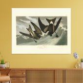 Fork-tail Petrel uit de Amerikaanse vogels van Aud Canvas Afdruk (Insitu (Woonkamer))