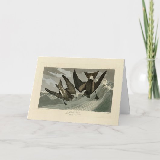 Fork-tail Petrel uit de Amerikaanse vogels van Aud Kaart (Voorkant)